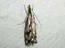 Catoptria_falsella_metsajuovakoisa_IMG_1299.JPG