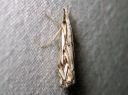 Catoptria_falsella_metsajuovakoisa_IMG_1879.JPG