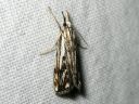 Catoptria_falsella_metsajuovakoisa_IMG_2427.JPG