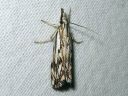 Catoptria_falsella_metsajuovakoisa_IMG_2843.JPG