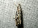 Catoptria_falsella_metsajuovakoisa_IMG_3016.JPG