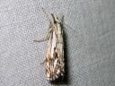 Catoptria_falsella_metsajuovakoisa_IMG_4064.JPG