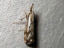 Catoptria_falsella_metsajuovakoisa_IMG_4072.JPG