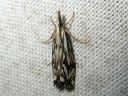 Catoptria_falsella_metsajuovakoisa_IMG_6859.JPG