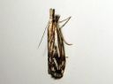 Catoptria_falsella_metsajuovakoisa_IMG_7088.JPG