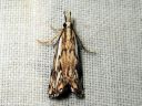 Catoptria_falsella_metsajuovakoisa_IMG_9633.JPG