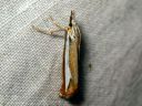 Catoptria_margaritella_kiilajuovakoisa_IMG_5657.JPG