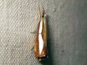 Catoptria_margaritella_kiilajuovakoisa_IMG_6222.JPG