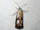 Catoptria_permiaca_idanjuovakoisa_IMG_3217.JPG