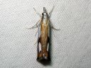 Catoptria_permiaca_idanjuovakoisa_IMG_3218.JPG