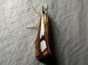 Catoptria_permiaca_idanjuovakoisa_IMG_3219.JPG