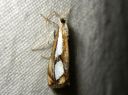 Catoptria_permiaca_idanjuovakoisa_IMG_3693.JPG