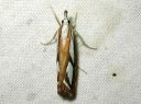 Catoptria_permutatella_reunajuovakoisa_IMG_0179.JPG