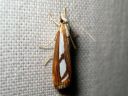 Catoptria_permutatella_reunajuovakoisa_IMG_1566.JPG