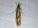 Catoptria_permutatella_reunajuovakoisa_IMG_2561.JPG