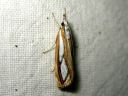 Catoptria_permutatella_reunajuovakoisa_IMG_3664.JPG