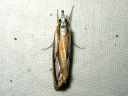 Catoptria_permutatella_reunajuovakoisa_IMG_3665.JPG