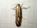 Catoptria_permutatella_reunajuovakoisa_IMG_5552.JPG