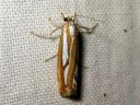 Catoptria_permutatella_reunajuovakoisa_IMG_5553.JPG