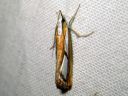 Catoptria_permutatella_reunajuovakoisa_IMG_6279.JPG