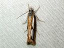 Catoptria_permutatella_reunajuovakoisa_IMG_6385.JPG