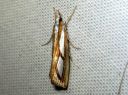 Catoptria_permutatella_reunajuovakoisa_IMG_6898.JPG