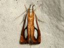 Catoptria_pinella_kangasjuovakoisa_IMG_2074.JPG