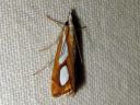 Catoptria_pinella_kangasjuovakoisa_IMG_2829.JPG