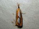 Catoptria_pinella_kangasjuovakoisa_IMG_2970.JPG