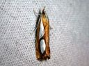 Catoptria_pinella_kangasjuovakoisa_IMG_3115.JPG