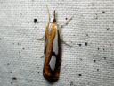 Catoptria_pinella_kangasjuovakoisa_IMG_3713.JPG