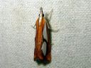 Catoptria_pinella_kangasjuovakoisa_IMG_3732.JPG