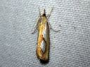 Catoptria_pinella_kangasjuovakoisa_IMG_4467.JPG