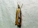 Catoptria_pinella_kangasjuovakoisa_IMG_6165.JPG