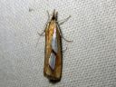 Catoptria_pinella_kangasjuovakoisa_IMG_7729.JPG