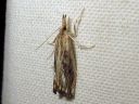 Catoptria_verella_lehtojuovakoisa_IMG_2819.JPG