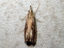 Catoptria_verella_lehtojuovakoisa_IMG_6968.JPG