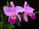 Cattleya_Portia_MNMV_20090512_IMG_0701.JPG