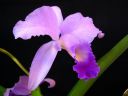 Cattleya_Portia_MNMV_20090512_IMG_1267.JPG