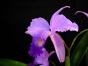 Cattleya_Portia_MNMV_20090512_IMG_1268.JPG