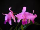 Cattleya_Portia_MNMV_20090512_IMG_2857.JPG