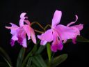 Cattleya_Portia_MNMV_20090512_IMG_2858.JPG