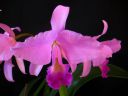 Cattleya_Portia_MNMV_20090512_IMG_2859.JPG