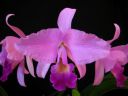 Cattleya_Portia_MNMV_20090512_IMG_2862.JPG