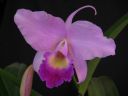 Cattleya_Portia_MNMV_20090512_IMG_6123.JPG