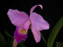 Cattleya_Portia_MNMV_20090512_IMG_6125.JPG