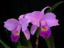 Cattleya_Portia_MNMV_20090512_IMG_6220.JPG