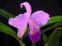 Cattleya_Portia_MNMV_20090512_IMG_7227.JPG