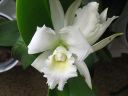 Cattleya_hybr_KO_151106_IMG_9047.jpg