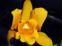 Cattleya_hybr_VP_1205_IMG_7009.jpg